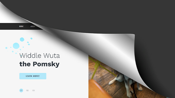 Widdle Wuta — multi-channel digital brand